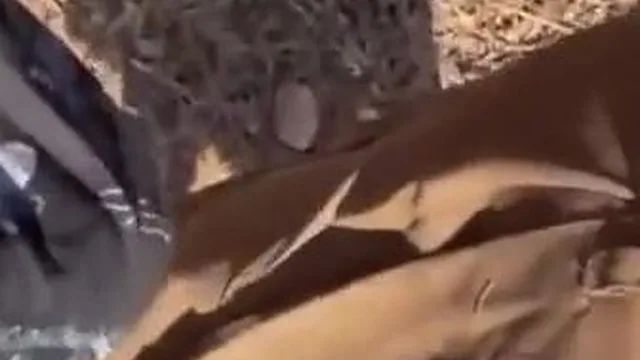 Indian College Student Fucks Boyfriend In Public Park Exclusive